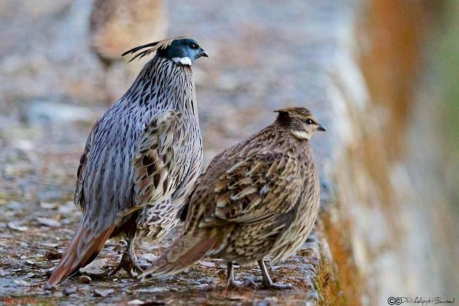 Koklass Pheasant - ML378686171