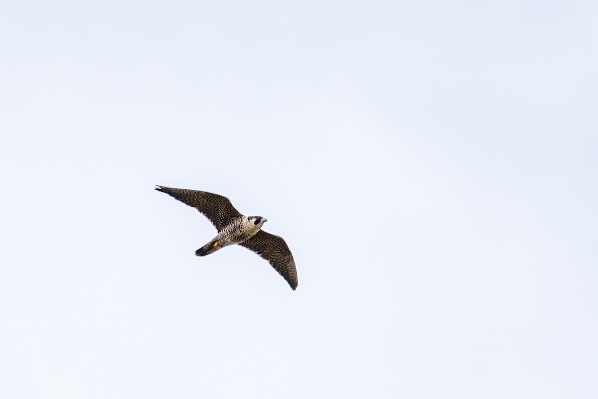 Peregrine Falcon - ML378687111