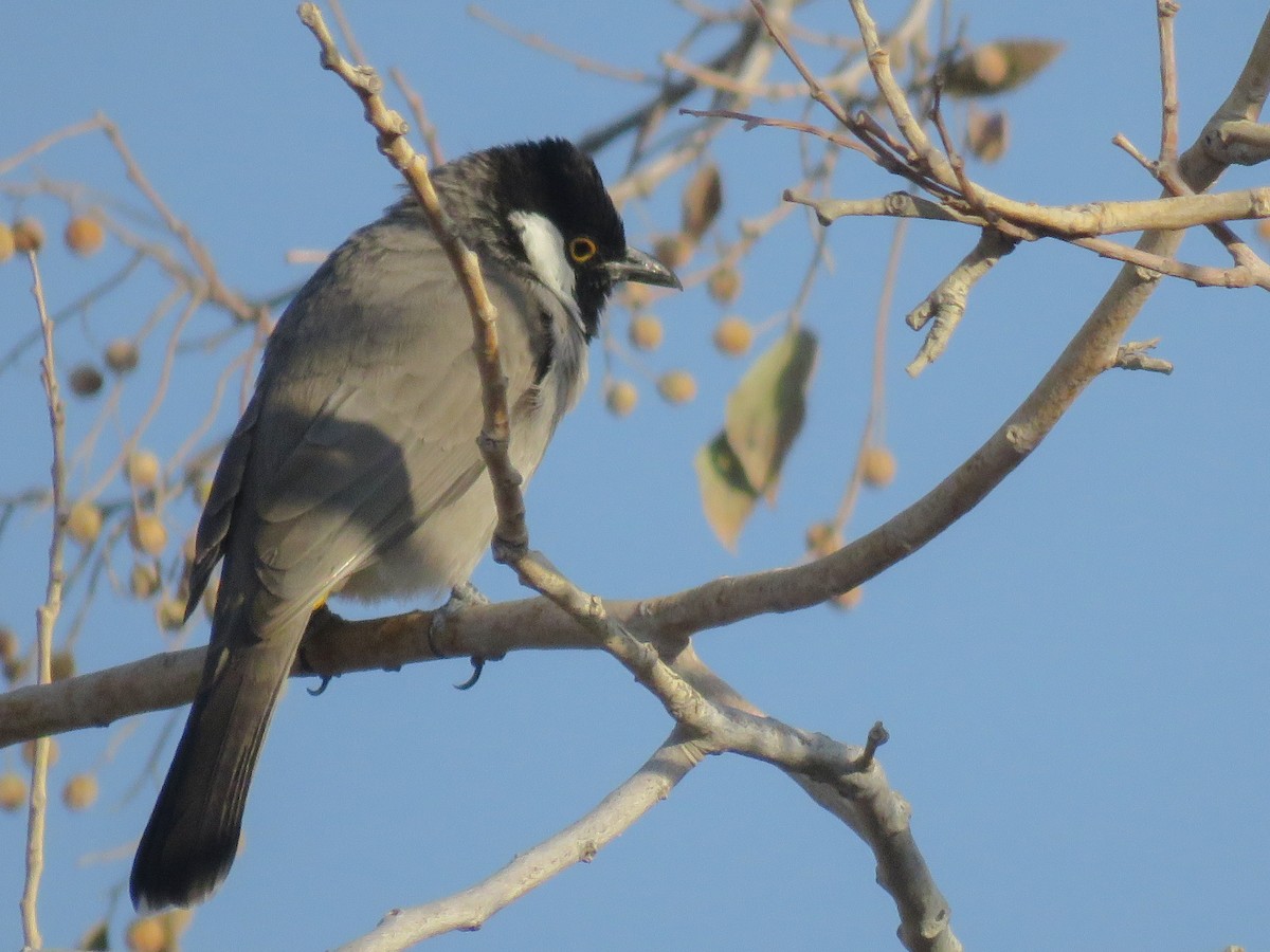 Bulbul à oreillons blancs - ML37868721