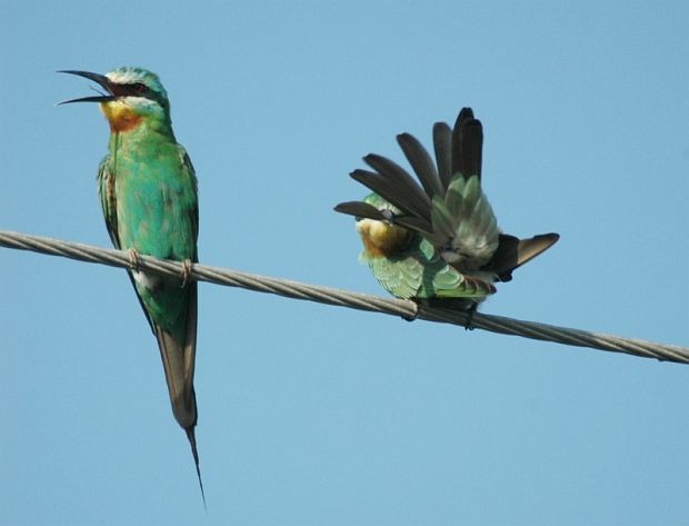 Blue-cheeked Bee-eater - ML378687301