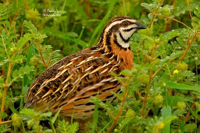 Rain Quail - ML378687741