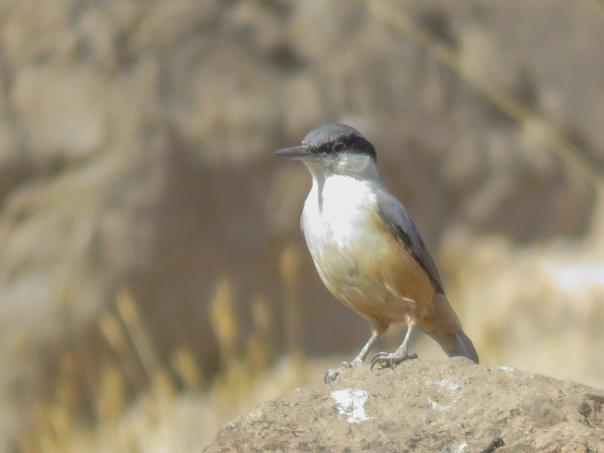 Eastern Rock Nuthatch - ML37868841