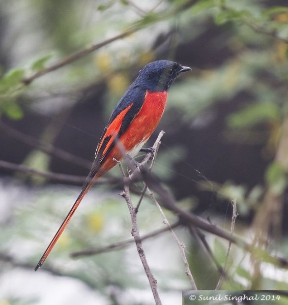 Long-tailed Minivet - ML378688891