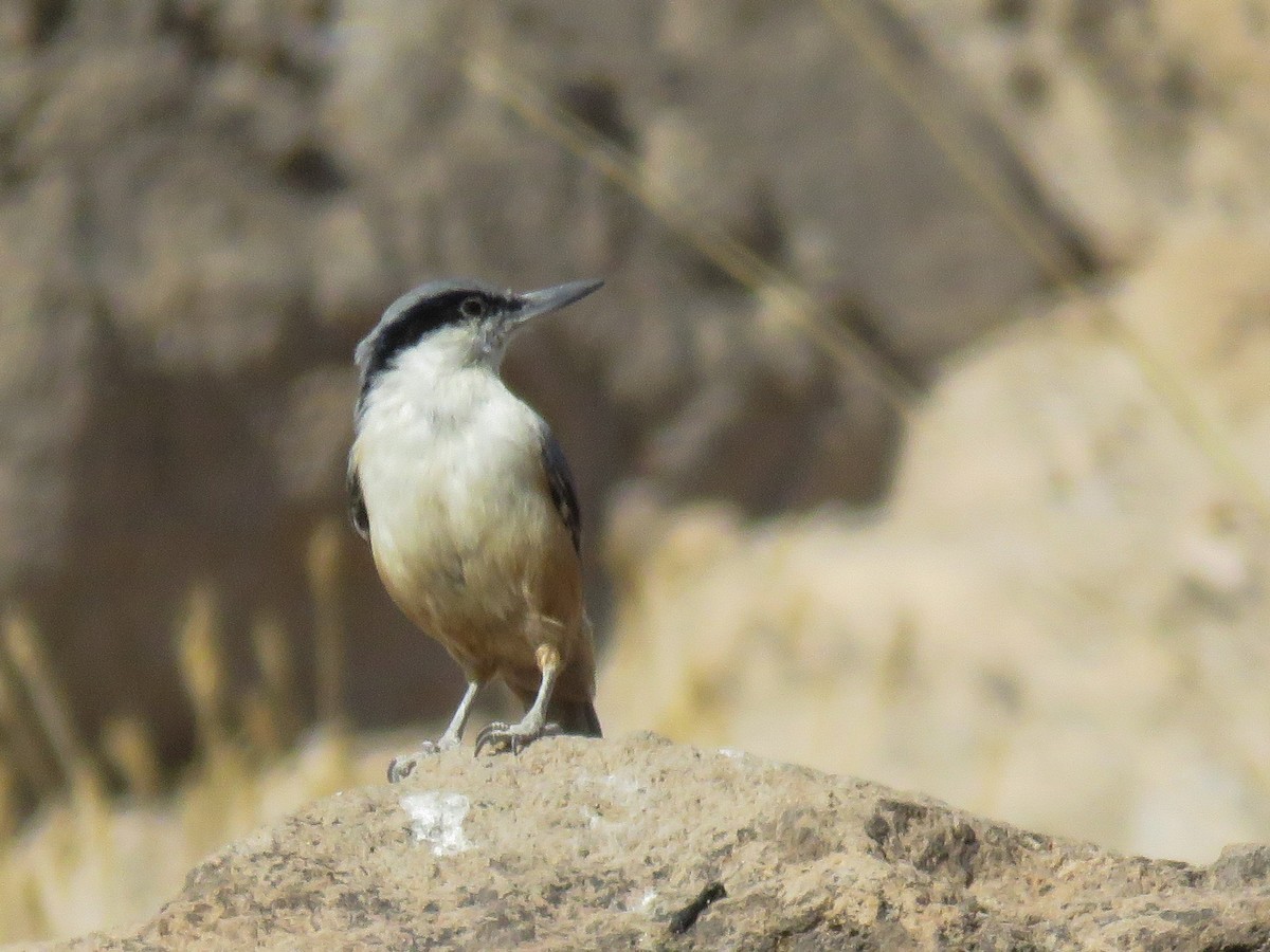 Eastern Rock Nuthatch - ML37868901