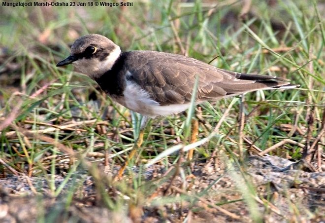 Little Ringed Plover - Wg Cdr Vijay K Sethi