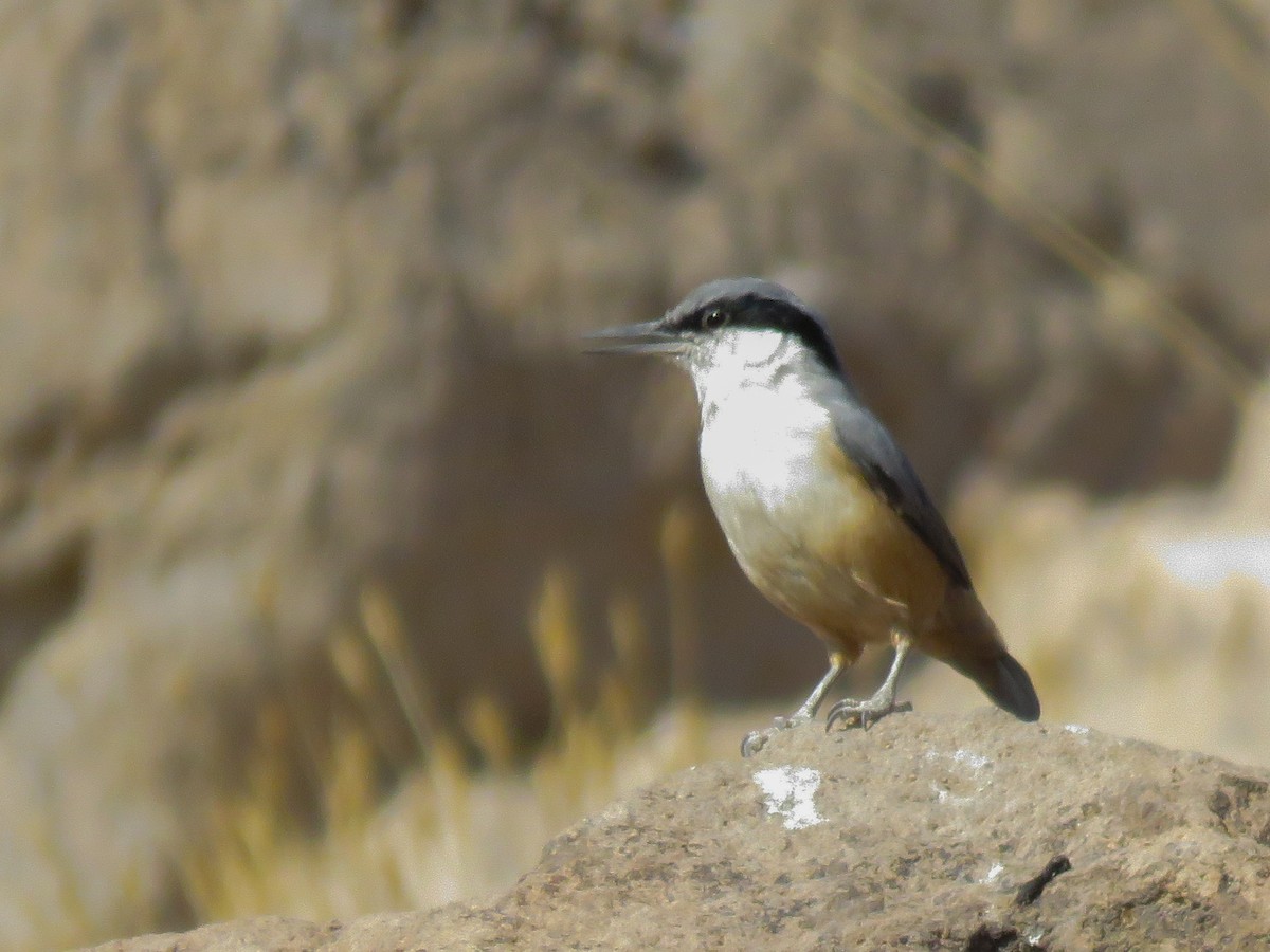 Eastern Rock Nuthatch - ML37868921