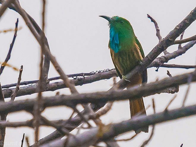 Blue-bearded Bee-eater - ML378689701