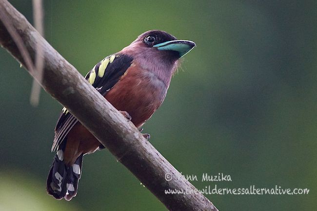 Banded Broadbill (Banded) - Yann Muzika