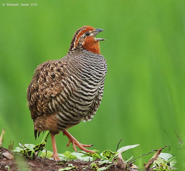 Jungle Bush-Quail - Siddharth Damle