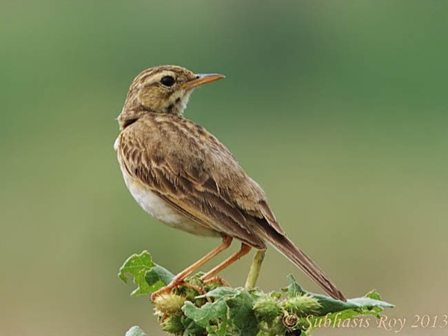 linduška rýžová - ML378690821