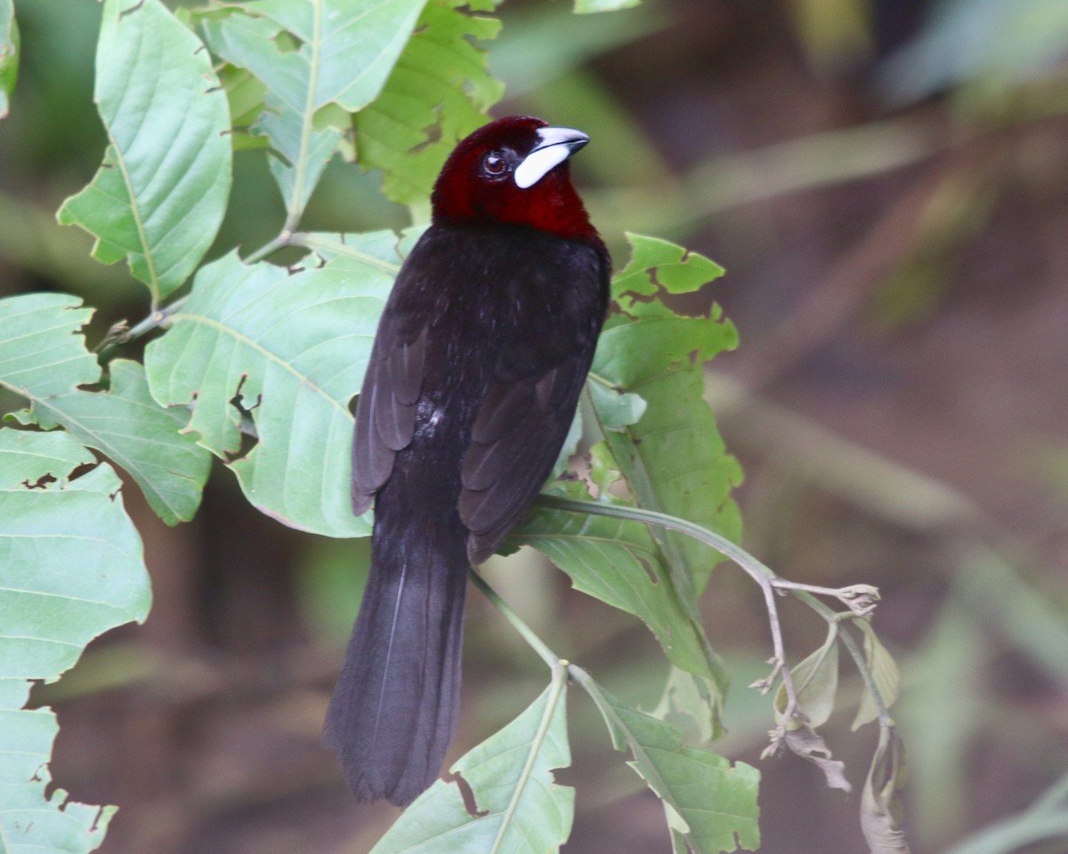 Silver-beaked Tanager - ML378691001