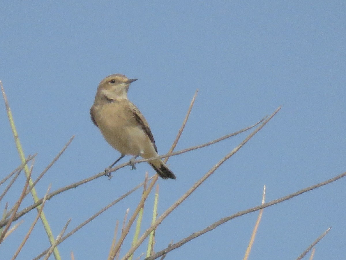 Pied Wheatear - Dorna Mojab