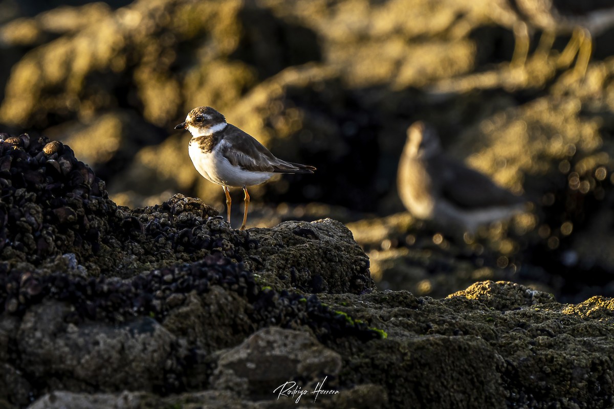 Semipalmated Plover - ML378691821