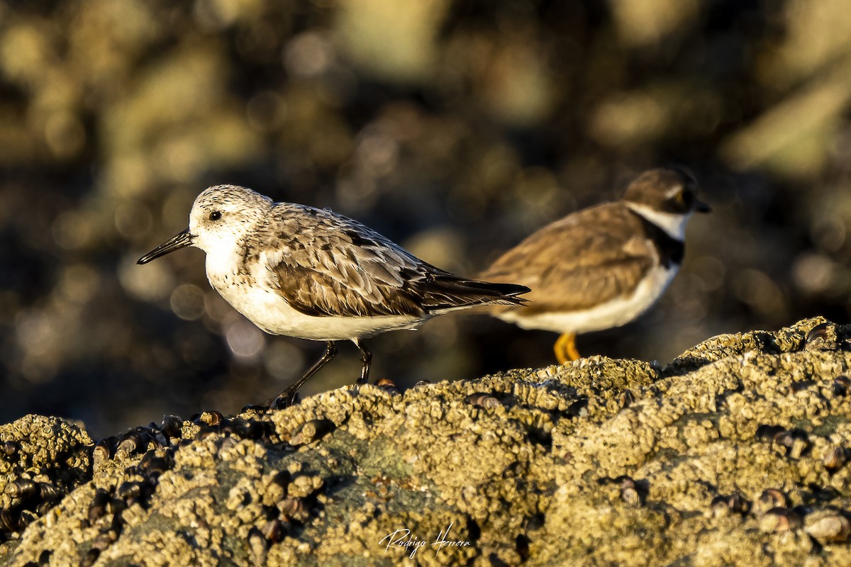 Semipalmated Plover - ML378691841