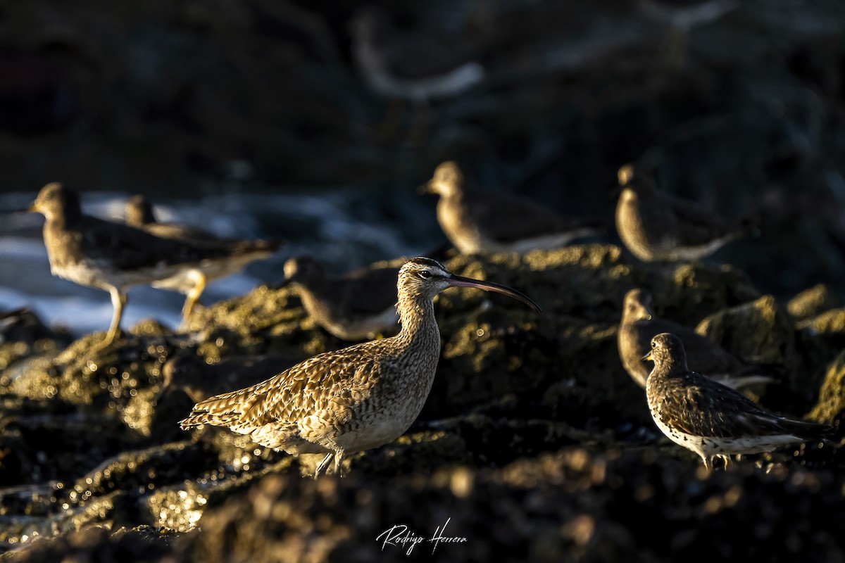 Whimbrel - ML378692071