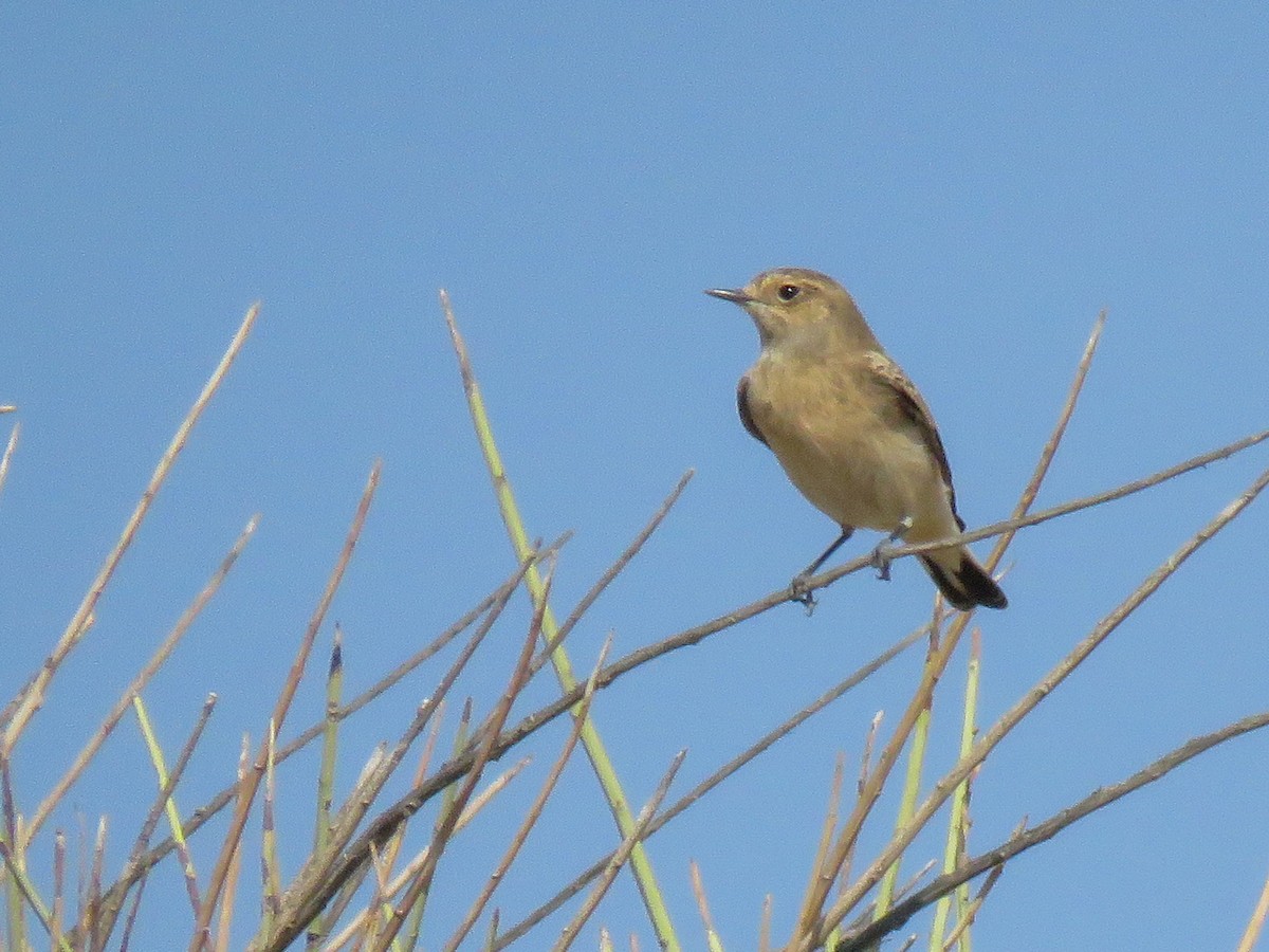 Pied Wheatear - Dorna Mojab