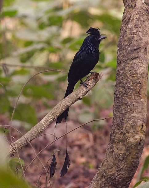 dragedrongo - ML378692221