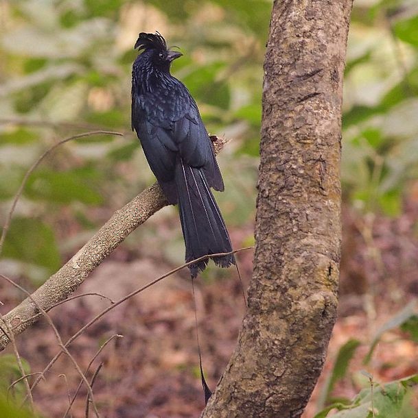 dragedrongo - ML378692231