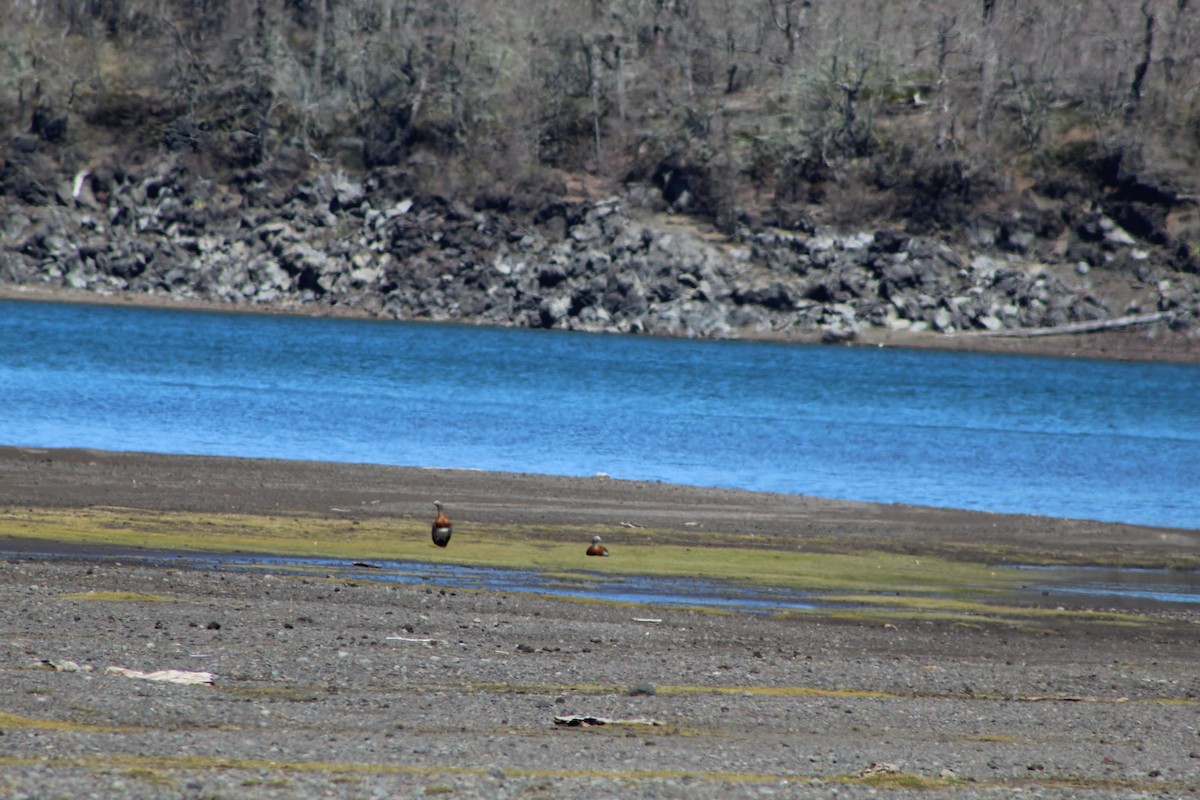 Ashy-headed Goose - ML378692361