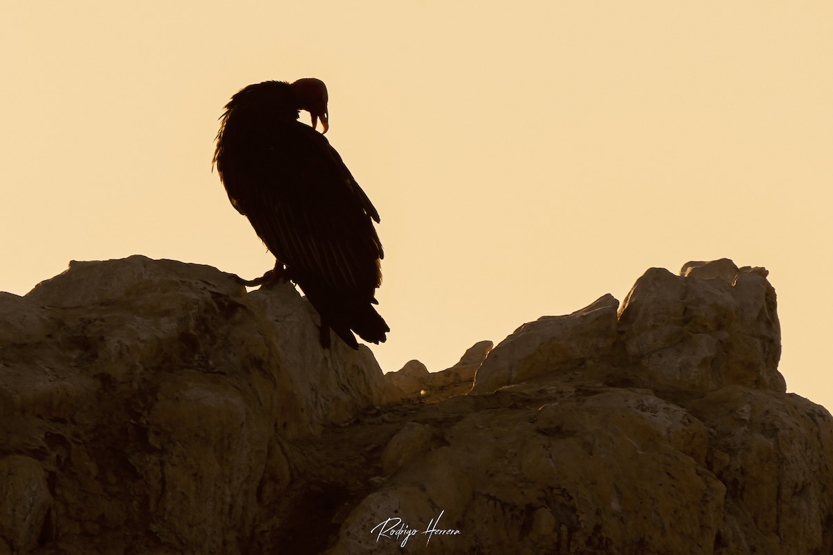 Turkey Vulture - ML378692501