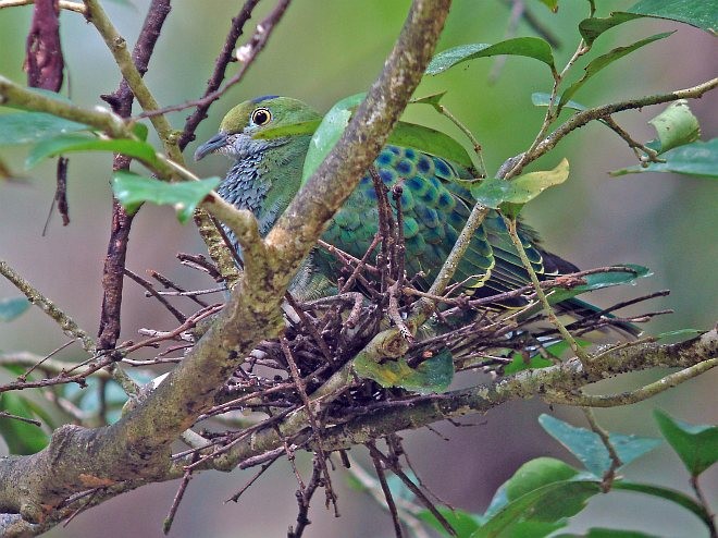 Superb Fruit-Dove (Eastern) - Pete Morris