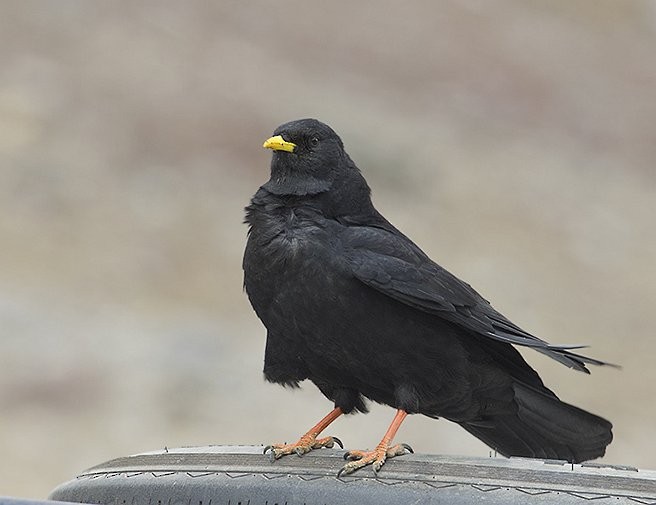 Yellow-billed Chough - ML378692881