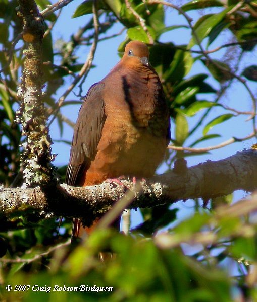 Ruddy Cuckoo-Dove - ML378694521