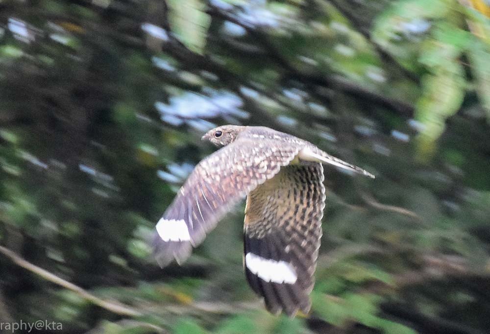 Indian Nightjar - ML37869471