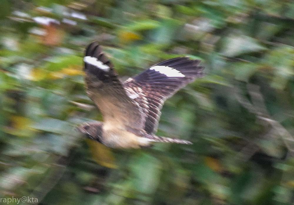 Indian Nightjar - ML37869481