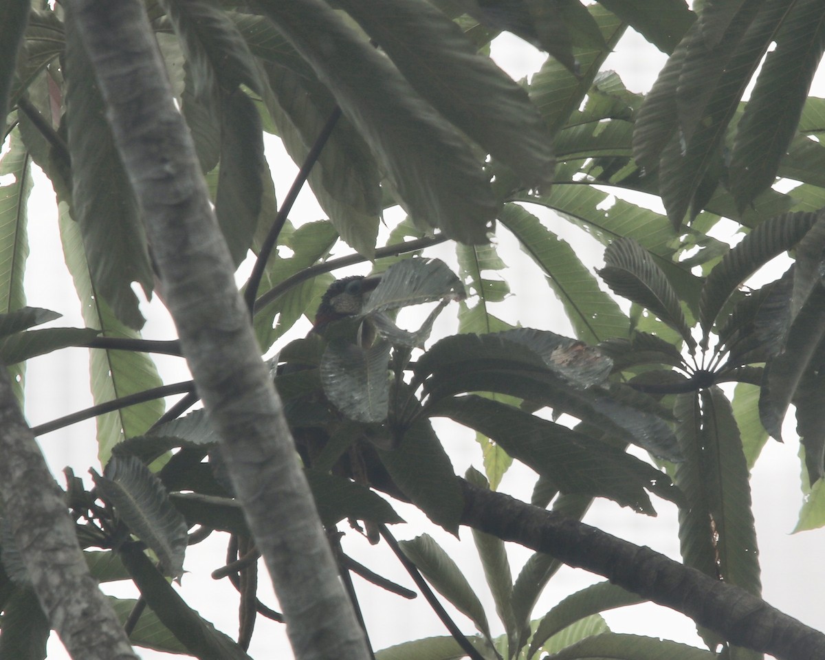 Curl-crested Aracari - ML378694831