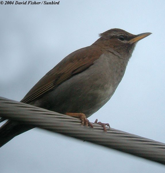 Gray-sided Thrush - ML378695271