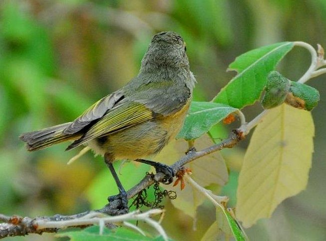 Yellow-browed Tit - ML378695451