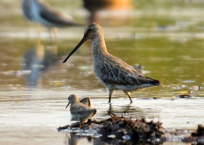 Asian Dowitcher - ML378695711