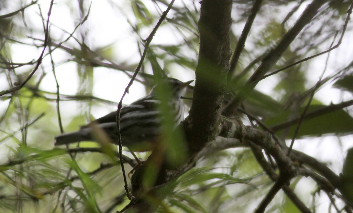 Black-and-white Warbler - ML37869581