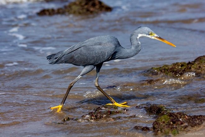 Western Reef-Heron (Eastern) - ML378696541