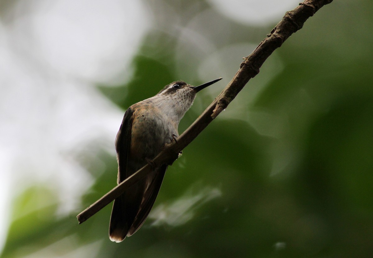 Speckled Hummingbird - ML37869681