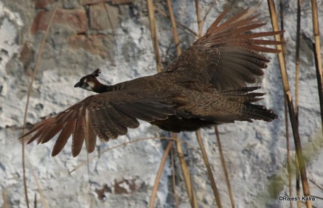 Indian Peafowl - ML378697191