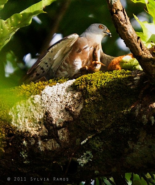 Chinese Sparrowhawk - ML378697351