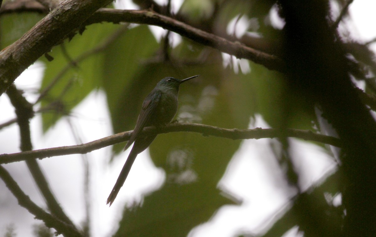 Long-tailed Sylph - ML37869781