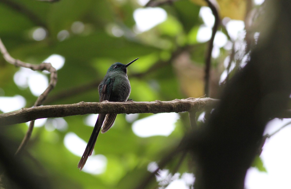 Long-tailed Sylph - ML37869801