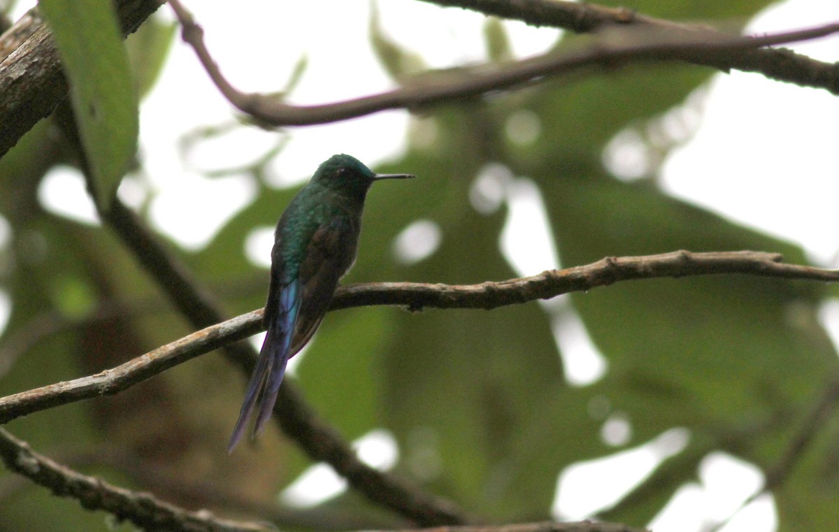 Long-tailed Sylph - ML37869811
