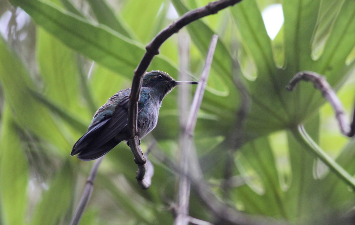 ub. kolibri (Trochilidae sp.) - ML37869821
