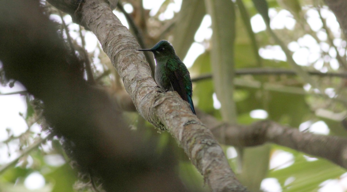 Long-tailed Sylph - ML37869831