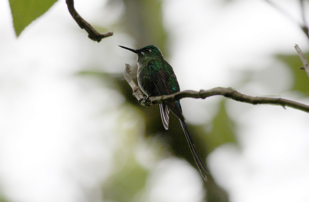 Long-tailed Sylph - ML37869851