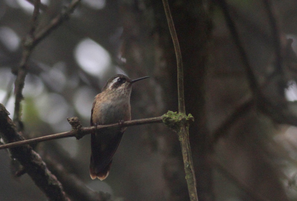 Speckled Hummingbird - ML37869861