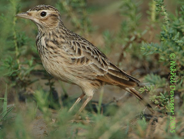 Indian Bushlark - ML378699931