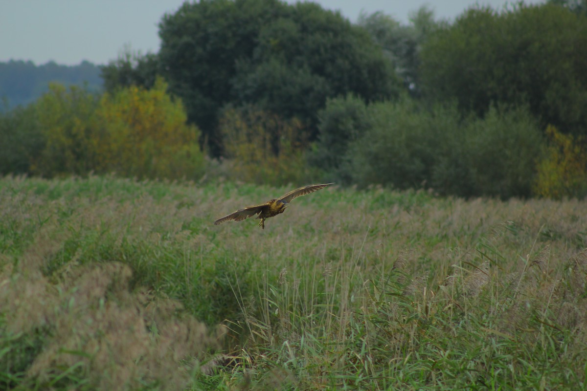 Eurasian Bittern - Theo Stowell