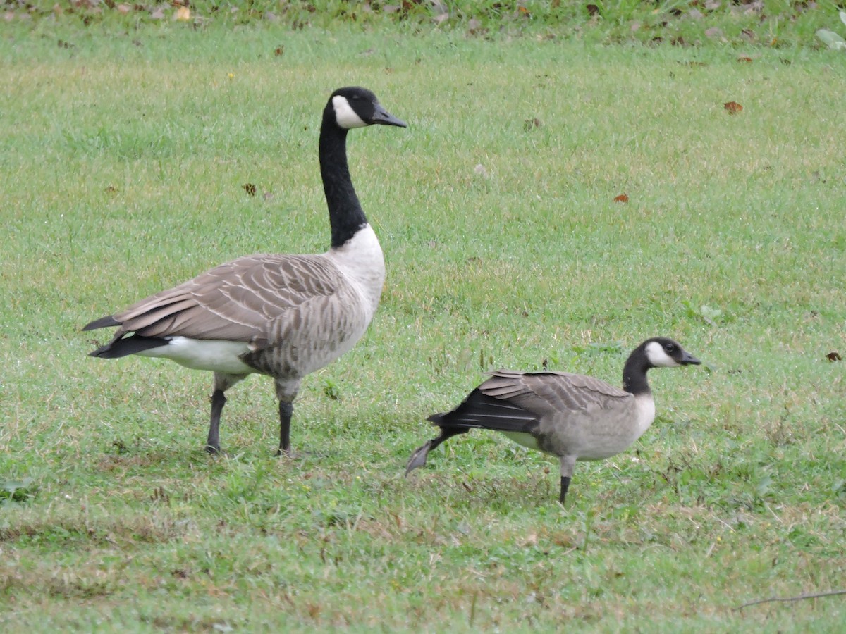 Cackling Goose - ML378700791