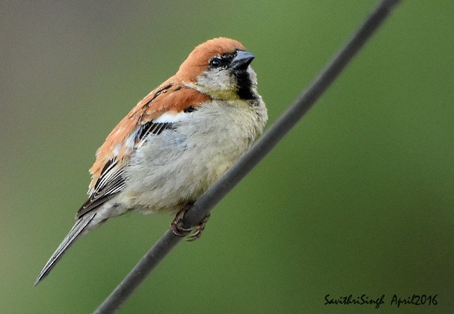 Russet Sparrow - ML378700931