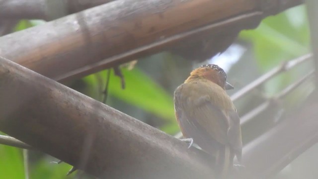 Rufous-breasted Piculet - ML378701261